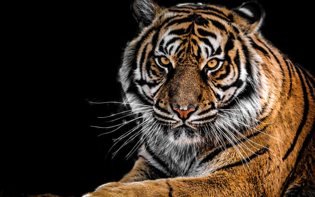 A Leap in the Dark: Animal Fortunes for the Wood Tiger Month February 2018